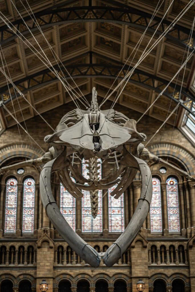 Muzeum Historii Naturalnej w Londynie