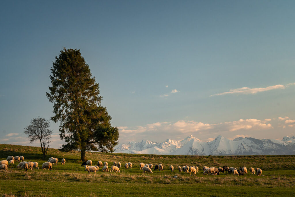 Tatry i owieczki