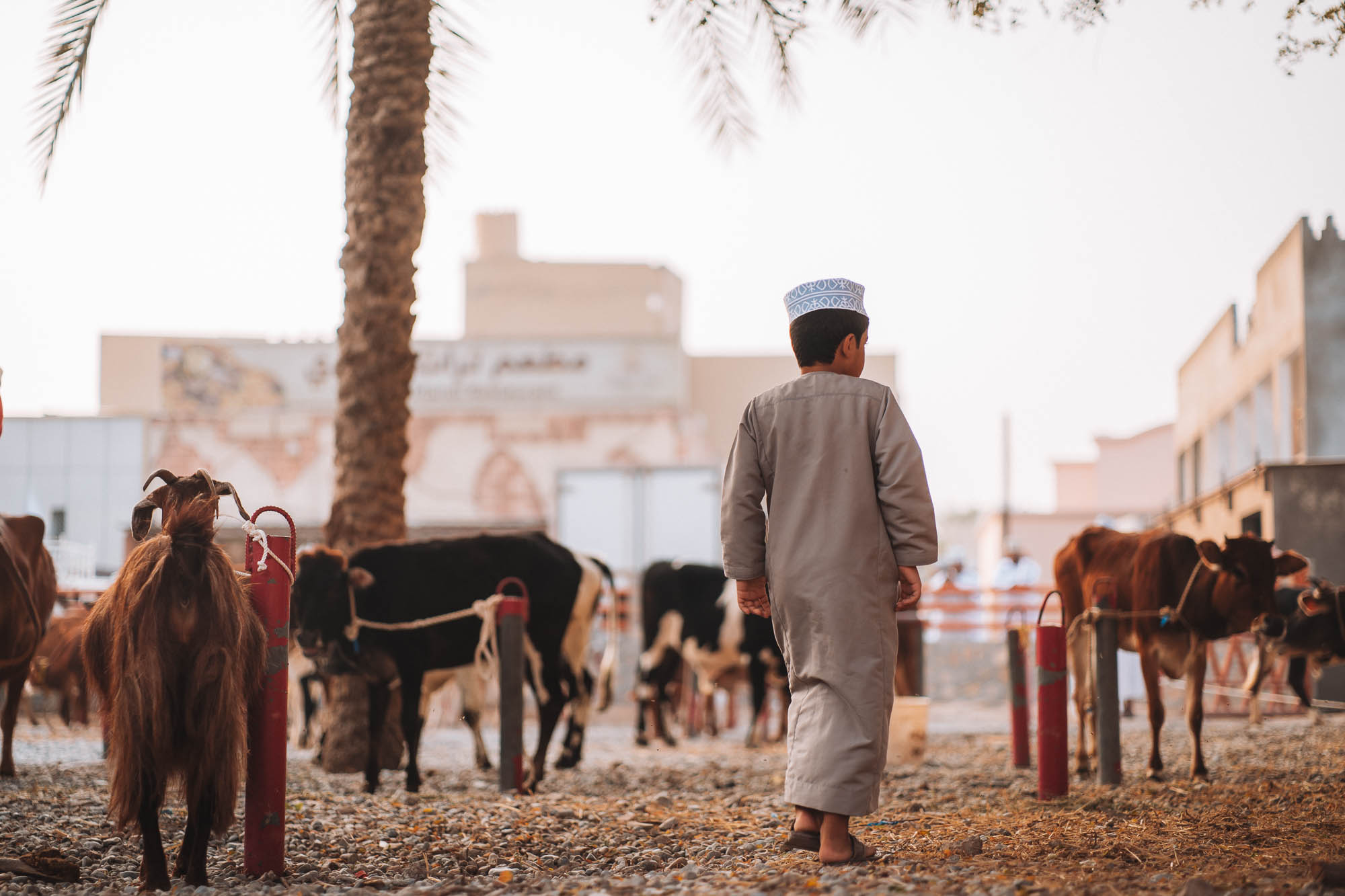 kozi targ w Nizwie, Oman