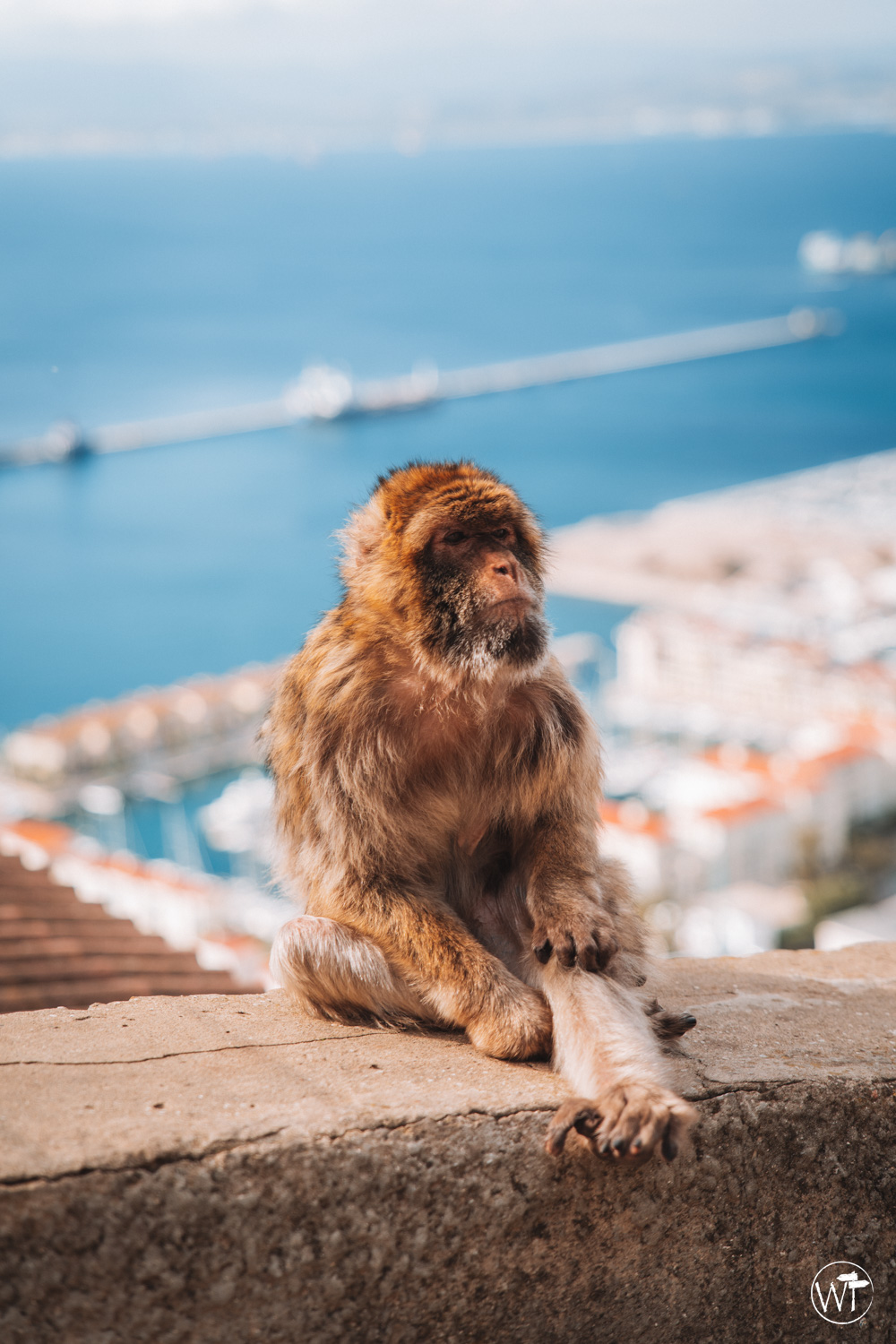 makaki berberyjskie Gibraltar, małpy
